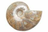 Polished Cretaceous Ammonite (Cleoniceras) Fossil - Madagascar #216053-1